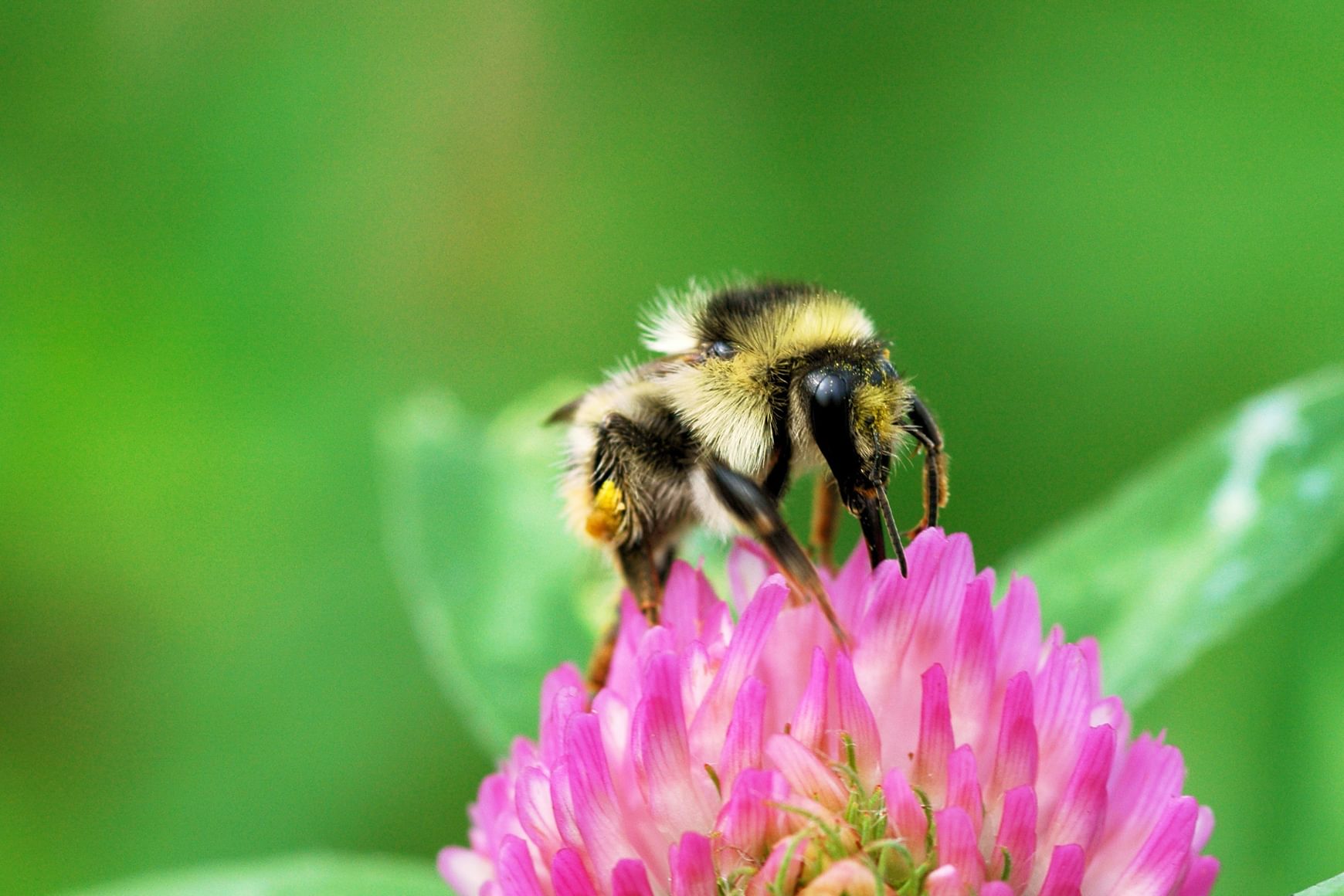 Bumblebee Conservation Trust Environment Shrill Carder Bee Bombus Slyvarum Levels